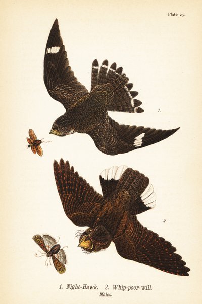 ナイトホーク（Chordeiles minor）1、イースタンホイップポアウィル（Antrostomus vociferus, whip-poor-will）2、オス 作： John James (after) Audubon