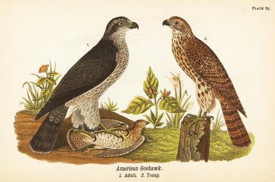 オナガオオタカ、Accipiter gentilis、アメリカオオタカ、獲物を持った大人1、子供2 作： John James (after) Audubon