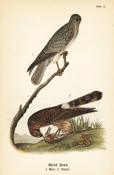 ノーザン・ハリアー（Circus hudsonius 作： John James (after) Audubon