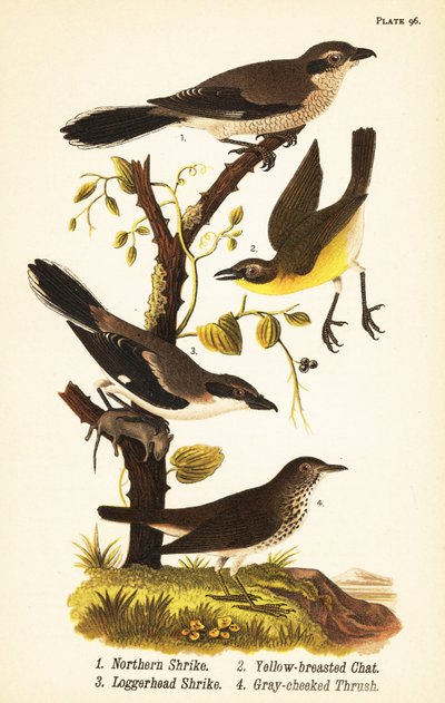 モズ（Lanius borealis）1、ハシビロコウ（Icteria virens）2、アカモズ（Lanius ludovicianus）。 作： John James (after) Audubon