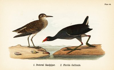 セイタカクチマガリ（Calidris melanotos）1、オオソリハシシギ（Gallinula galeata）2 作： John James (after) Audubon