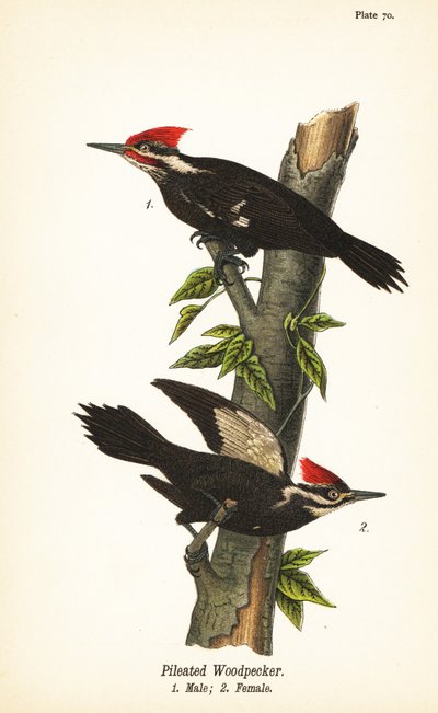 ピレイト・ウッドペッカー（Dryocopus pileatus）オス1、メス2 作： John James (after) Audubon