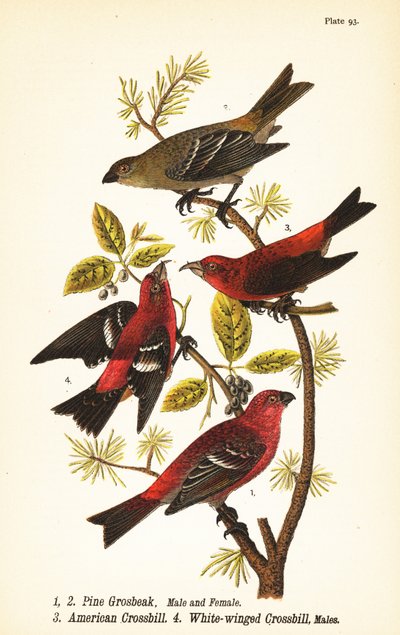 Pine grosbeak, Pinicola enucleator, 雄1, 雌2, American crossbill or red crossbill,
Loxia curvirostra 3, white-winged crossbill, Loxia leucoptera 4, オス 作： John James (after) Audubon