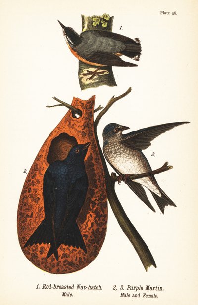 Red-breasted nuthatch (Sitta canadensis) 雄1、Purple martin (Progne subis) 雄2、雌3。 作： John James (after) Audubon