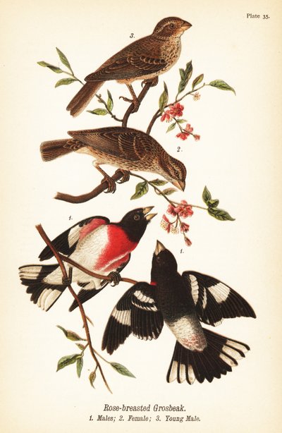 ローズブレストグロスビーク（Pheucticus ludovicianus 作： John James (after) Audubon