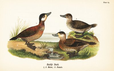 アカガモ、Oxyura jamaicensis、オス1、2、メス3 作： John James (after) Audubon