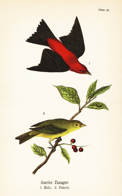 スカーレットタンガー（Piranga olivacea）オス1、メス2 作： John James (after) Audubon