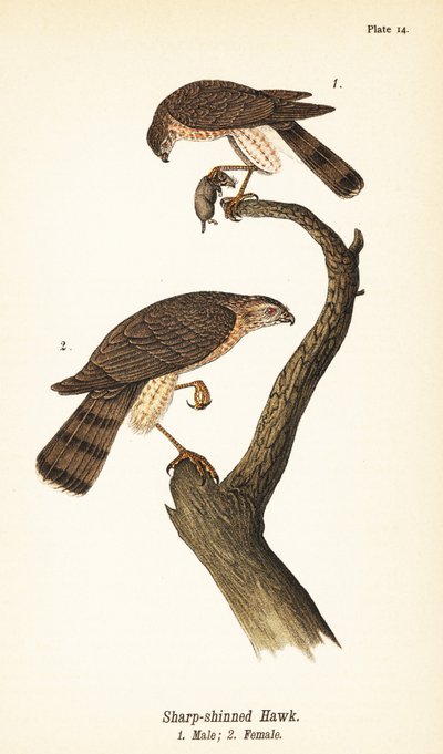 シャープシネード・タカ（Accipiter striatus）、獲物を持つオス1、メス2 作： John James (after) Audubon