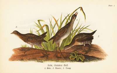 ソラまたはコモンレール、Porzana carolina、オス1、メス2、ヤング3 作： John James (after) Audubon