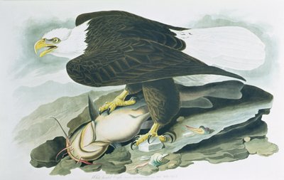 「アメリカの鳥」のハクトウワシ、R.ハベルによって彫刻され、1829年に彫刻されました（色付きの彫刻） 作： John James (after) Audubon