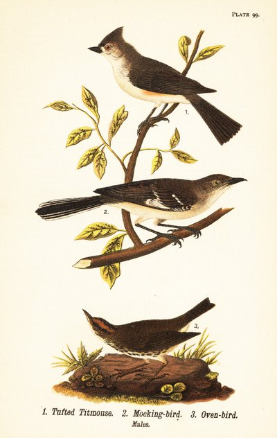 シジュウカラ（Baeolophus bicolor）、ハシボソガラス（Mimus polyglottos）、オーブンバード（Seiurus aurocapilla）。 作： John James (after) Audubon