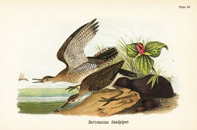 アップランド・サンドシッパー、Bartramia longicauda 作： John James (after) Audubon