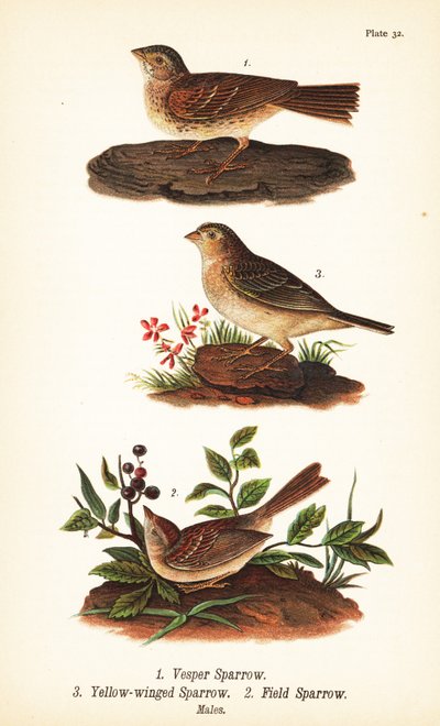 ベスパースパロー（Pooecetes gramineus）1、グラスホッパースパロー（Ammodramus savannarum）2、フィールドスパロー（Spizella pusilla）3 作： John James (after) Audubon