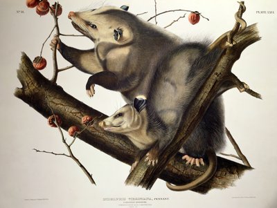 ジョン・T・ボーエン（1801-c.56）による「アメリカの四足動物」よりヴァージニアオポッサム、1845年（彩色済みエングレーヴィング 作： John James (after) Audubon