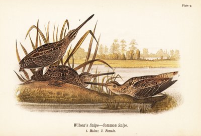 シギ（Gallinago delicata）、オス1、メス2 作： John James (after) Audubon