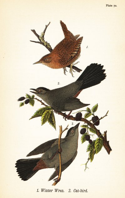 ミソサザイ（Troglodytes hiemalis）1、ハイイロチュウヒ（Dumetella carolinensis cat-bird）2 作： John James (after) Audubon