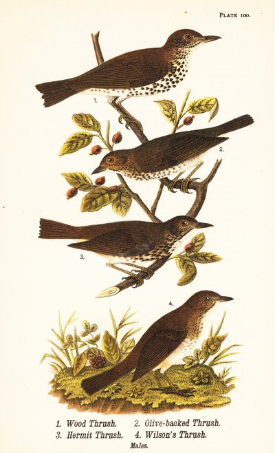 ウッド・ツグミ（Hylocichia mustelina）1、スワインソンズ・ツグミ（Catharus ustulatus）2、オリーブ・バック・ツグミ（Catharus guttatus）3、タウニー・ツグミ（Wilson