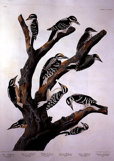 ロバート・ヘイヴル(1793-1878)が彫刻した「アメリカの鳥」よりキツツキ 1838年(彩色済み彫刻) 作： John James (after) Audubon