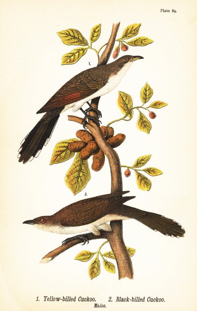 黄綬褒章を受章したカッコウ1、黒綬褒章を受章したカッコウ2のオス 作： John James (after) Audubon