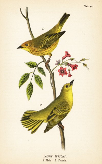 黄色いウグイス（Setophaga petechia）、男性1、女性2 作： John James (after) Audubon