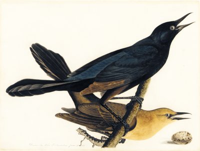 ボートテールグラックルのペア 作： John James Audubon