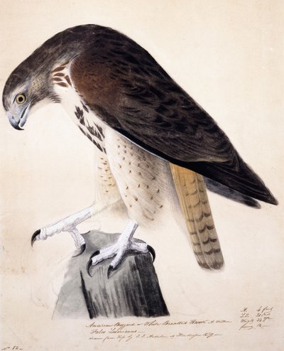 アメリカノスリまたはホワイトブレストホーク、 作： John James Audubon