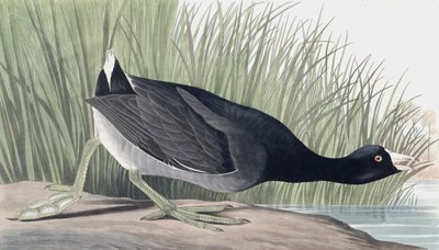 アメリカのオオバン、Fulica Americana、ジョン・J・オーデュボンの「The Birds of America」より、パブ。 1827-38 作： John James Audubon