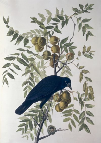 アメリカのカラス、Birds of America 作： John James Audubon