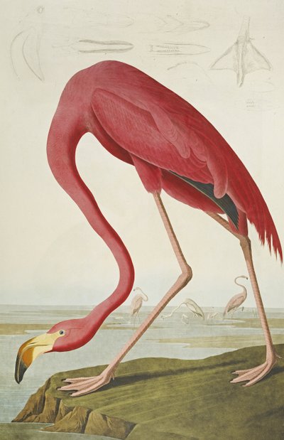 アメリカのフラミンゴ、「アメリカの鳥」から 作： John James Audubon