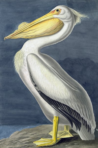 アメリカの白いペリカン、Pelecanus Erythrorhynchos、ジョン・J・オーデュボンの「The Birds of America」より、パブ。 1827-38 作： John James Audubon