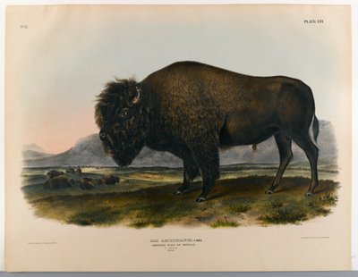 アメリカのバイソンまたはバッファロー 作： John James Audubon