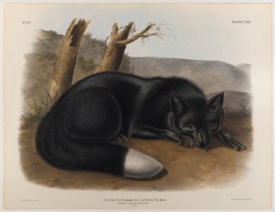 アメリカンブラックまたはシルバーフォックス 作： John James Audubon