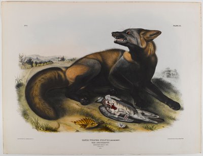 アメリカンクロスフォックス 作： John James Audubon