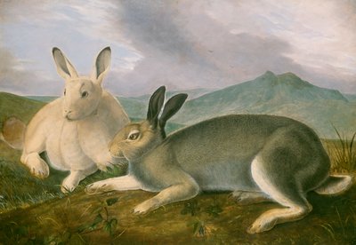 北極ウサギ（1841年頃）（紙に水彩と油絵の具で描いたペンと黒のインク） 作： John James Audubon