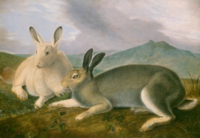 Arctic Hare, c. 1841. 作： John James Audubon