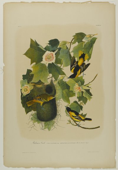 ボルチモアオリオール、ジュリアンビエンによって印刷され、Roe Lockwood＆Sonによって出版された、1861年（クロモリソグラフ） 作： John James Audubon