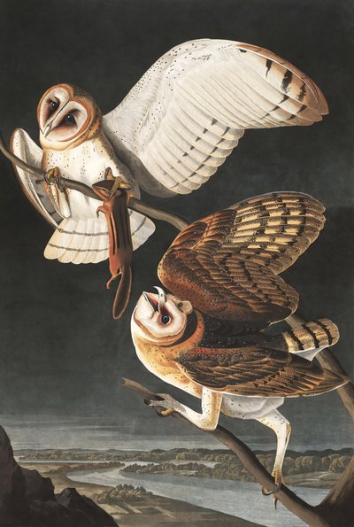 ジョンJ.オーデュボンのパブ「The Birds of America」のTyto Albaメンフクロウ。 1827-38 作： John James Audubon