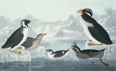 自然から描かれたブラックスロートギレモット、Nobbed-Billed Auk、Curled-Crested Auk、Horn-Billed Guillemot 作： John James Audubon
