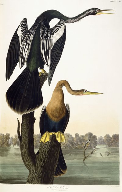 黒腹のダーター、1836 作： John James Audubon