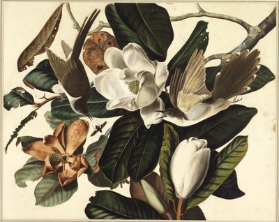 黒請求カッコウ、1822年（紙とWCとグラファイト） 作： John James Audubon