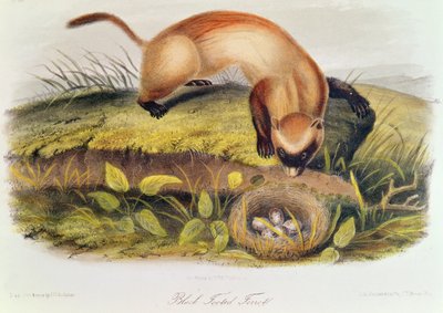 北米の四足動物からのクロアシイタチ（1842-5） 作： John James Audubon