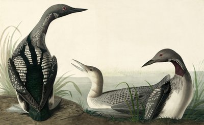 ジョン・J・オーデュボンのパブ「アメリカの鳥」の黒喉のダイバー、コリンバス・アークティカス。 1827-38 作： John James Audubon