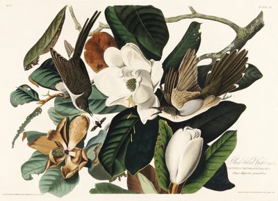  作： John James Audubon