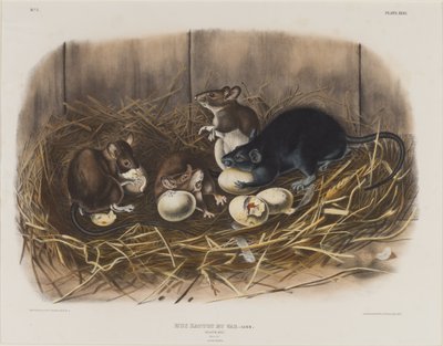 ブラックラット、1845年頃 作： John James Audubon
