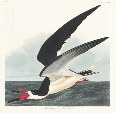 作： John James Audubon