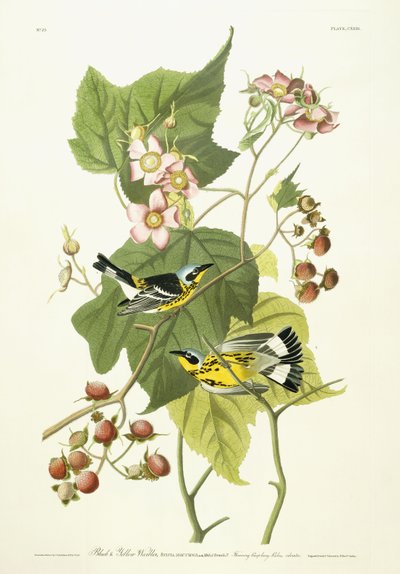 黒と黄色のウグイスと開花ラズベリー、c.1826-1838 作： John James Audubon