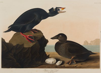 Black or Surf Duck、1836（紙にトイレ） 作： John James Audubon