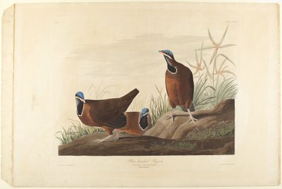 アオガシラバト 作： John James Audubon