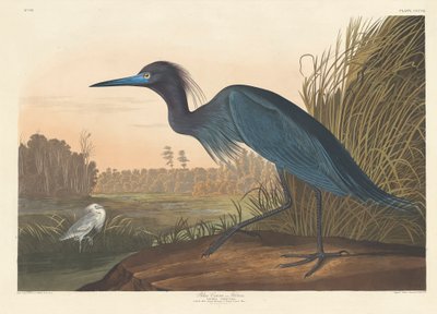 ブルークレーンまたはサギ、1836 作： John James Audubon