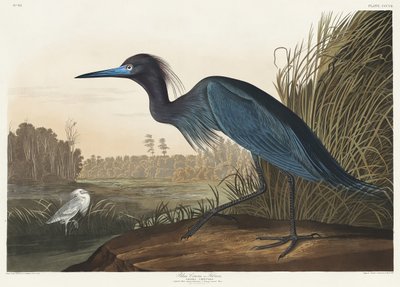  作： John James Audubon
